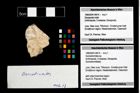 Foto (Objekt + Etikett) von Goniodromites sp.  (NHMW-GEO-1990-0041-4814)